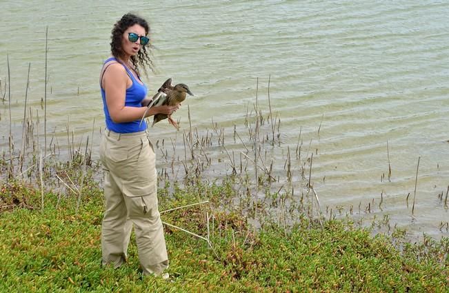 GARZA ÁNADE TORTUGA SUELTA CHARCA MASPALOMAS