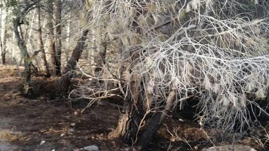 Un incendio quema 40 m2 de pinos y matorrales en Benissa