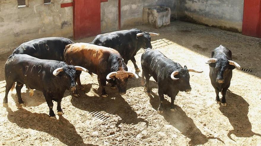 Toros de Núñez del Cuvillo que serán lidiados hoy.