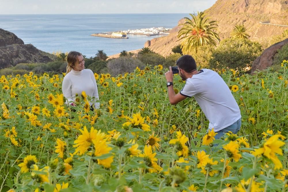 Girasoles en Guayedra (Agaete)