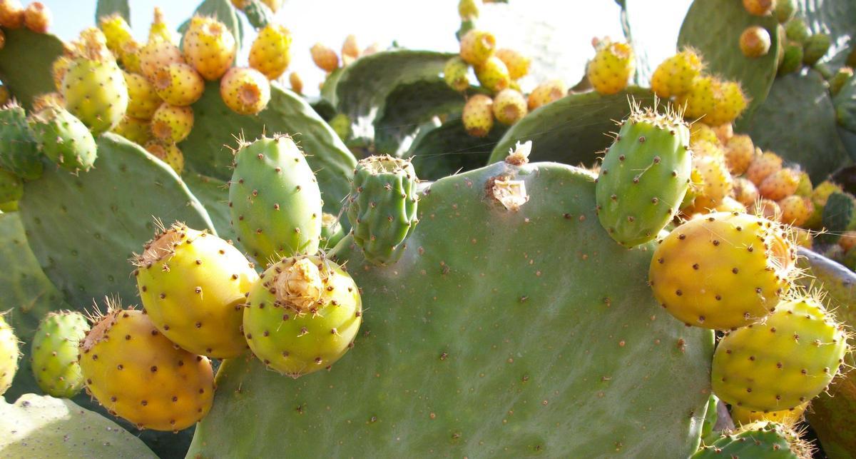 Higos picos de Canarias.