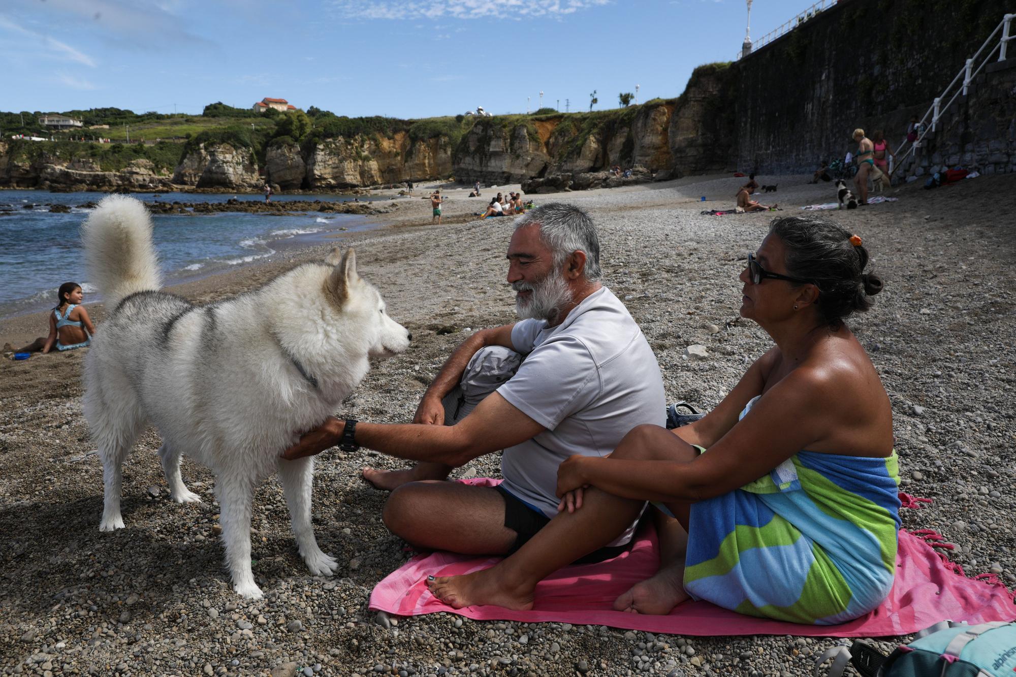 En imágenes: El perro y el bañista disfrutan en armonía