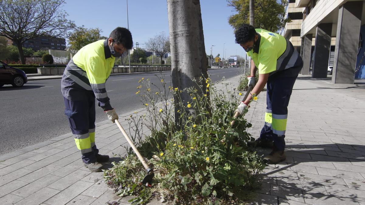 Comienza en Córdoba la limpieza de alcorques sin herbicidas cancerígenos