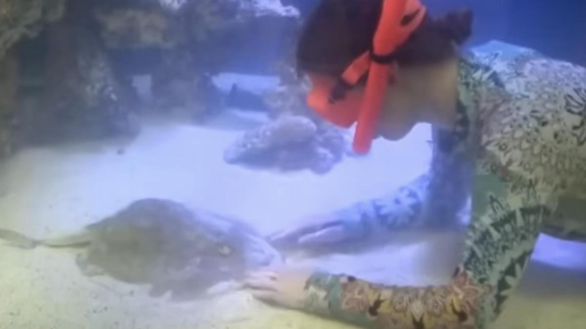 Una mantarraya se queda embarazada sin un macho en su acuario: nuevo ...