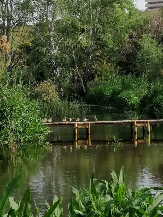 Suelta de cercetas pardillas en el Clot de Galvany