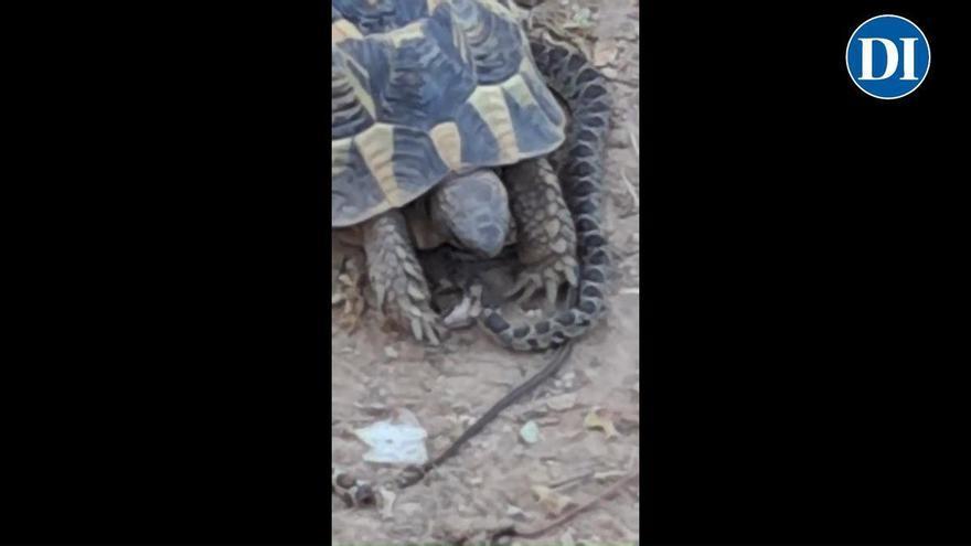 Reptile versus reptile in Ibiza: a tortoise makes a meal of a horseshoe whip snake