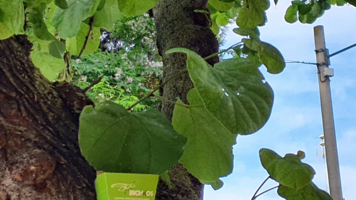 Imagen de los insectos en las hojas de un árbol.