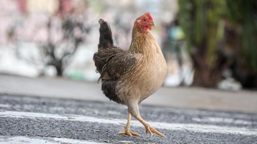 Los distribuidores canarios miran a Europa para sustituir el pollo brasileño: "Hasta tres euros más caro"