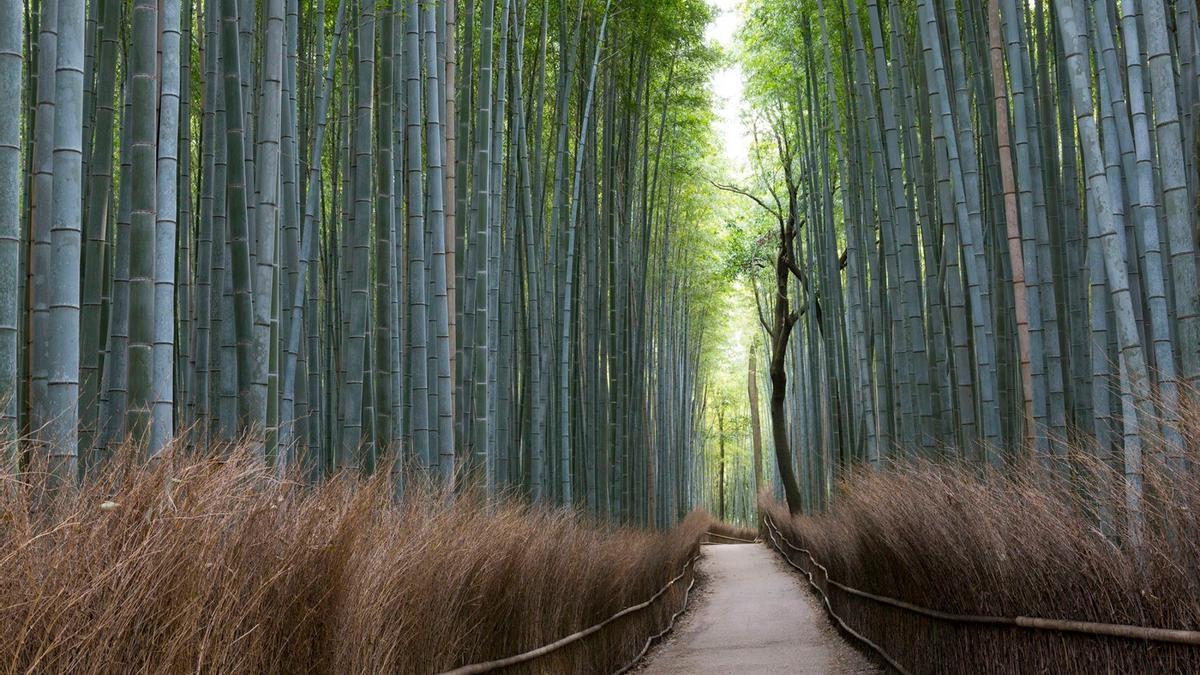 El bosque de bambú de Arashiyama