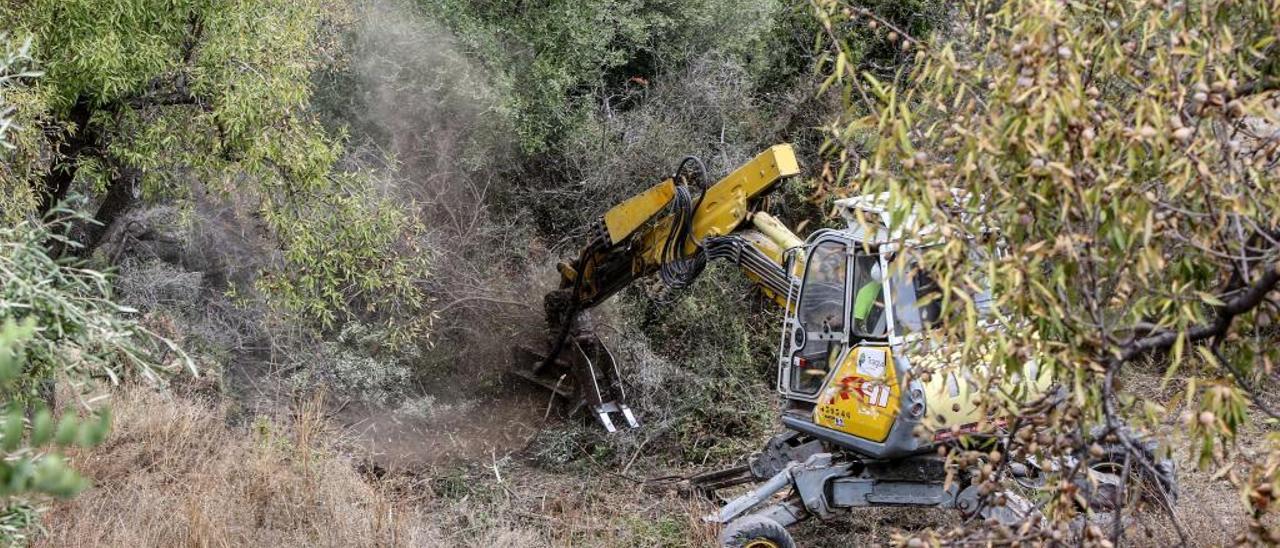 La &#039;Xylella&#039; avança a Itàlia, Espanya i França