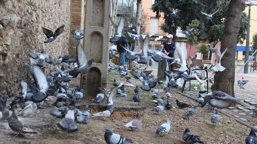 Un estol de coloms al mig de la ciutat.