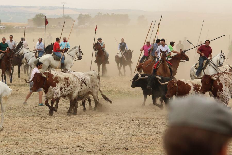 Segundo encierro taurino en Guarrate