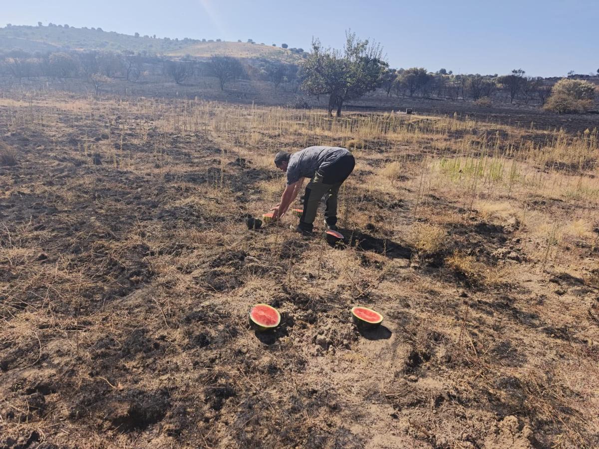 Cazadores de Fermoselle alimentan a la fauna salvaje