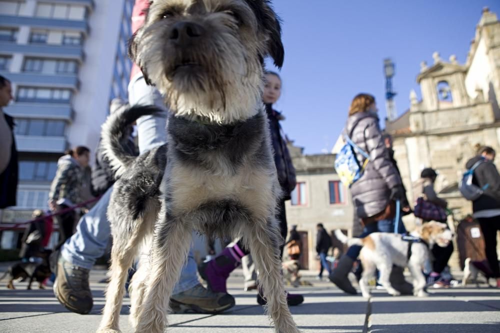 San Silvestre canina en Gijón