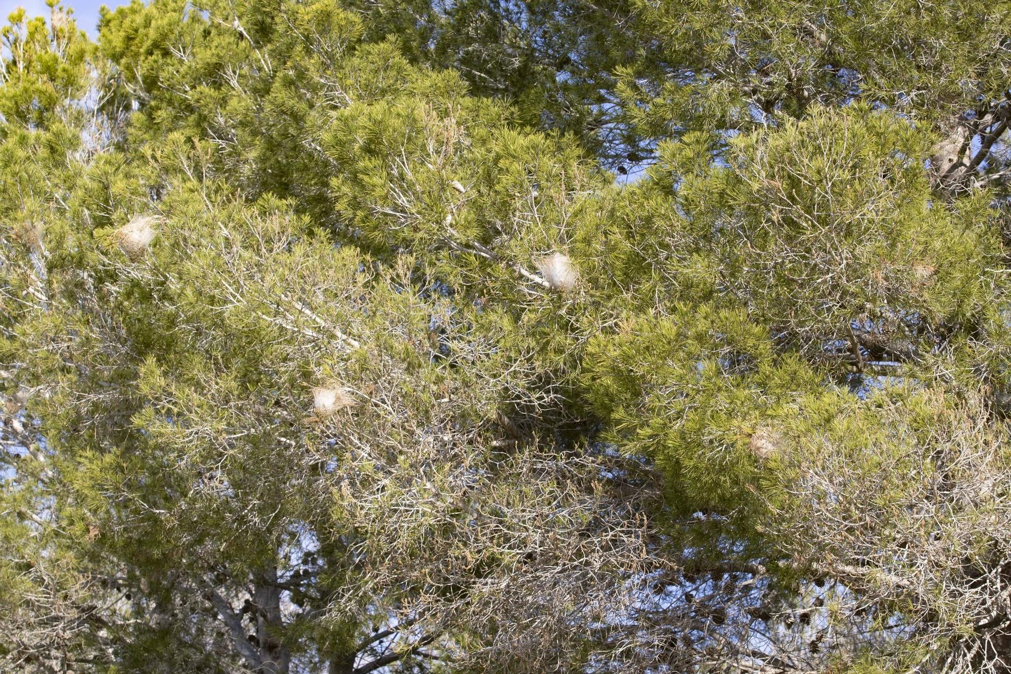 La procesionaria, una plaga que se expande en las zonas naturales