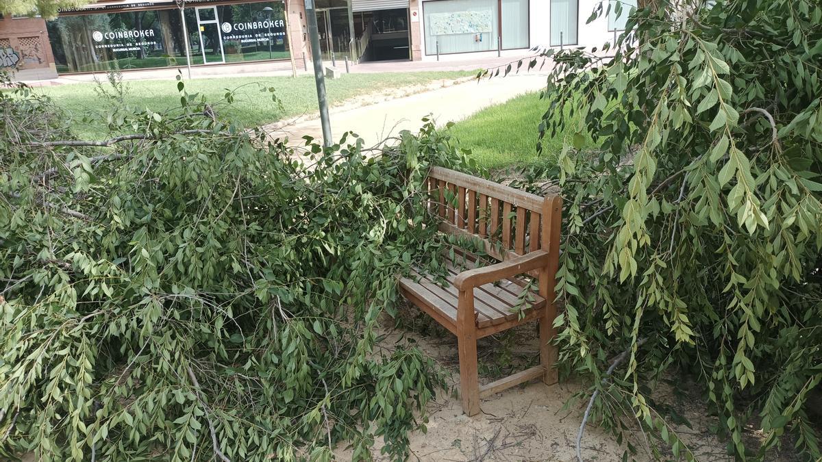 EFECTOS VIENTO HURACANADO DE ANOCHE EN CALLES Y JARDINES DE MURCIA