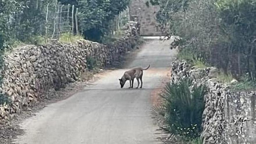 El perro que ha atacado a la mujer en Alcúdia.