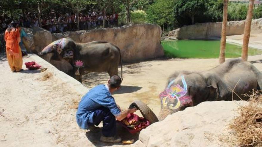 Momento de la ofrenda de frutas a las elefantas.