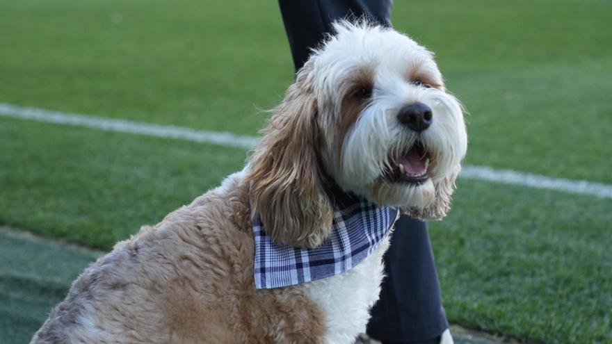 Óscar, el perro de Voulgaris, un &#039;castellonero&#039; más en Magdalena