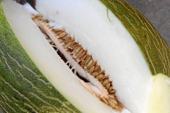 Nur auf guten Böden können gesunde Pflanzen wachsen und süße Melonen reifen. Ein Besuch zur Erntezeit auf Sa Teulera, einem Biohof bei Petra.