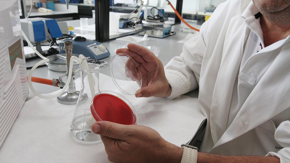 Un técnico del aboratorio de microbiología del campus de Ourense analiza un cultivo de legionela.