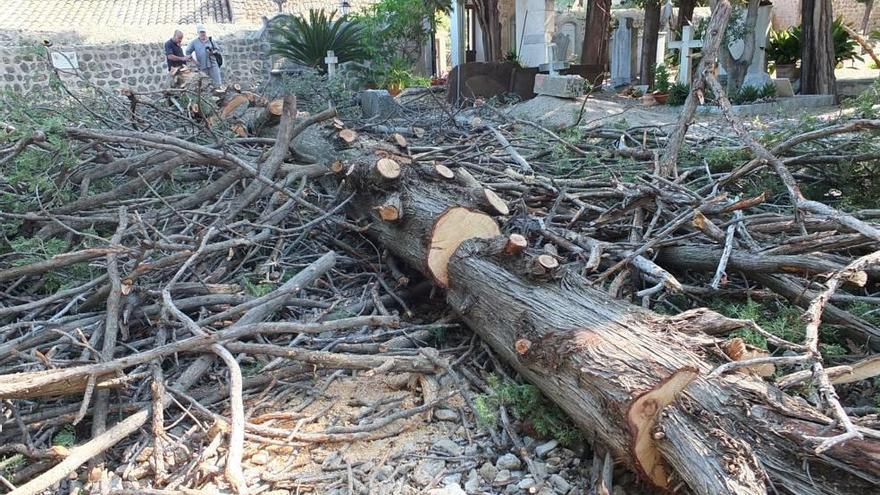 Tala de varios cipreses en el cementerio de Sóller