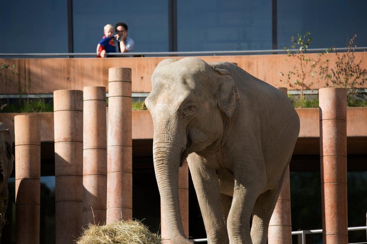 Zoologico de Copenhague, Dinamarca