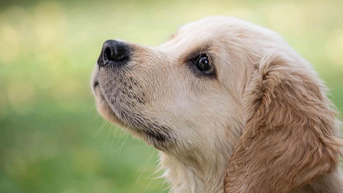 Según el Ministerio de Derechos Sociales y Consumo, uno de cada tres hogares tiene al menos una mascota