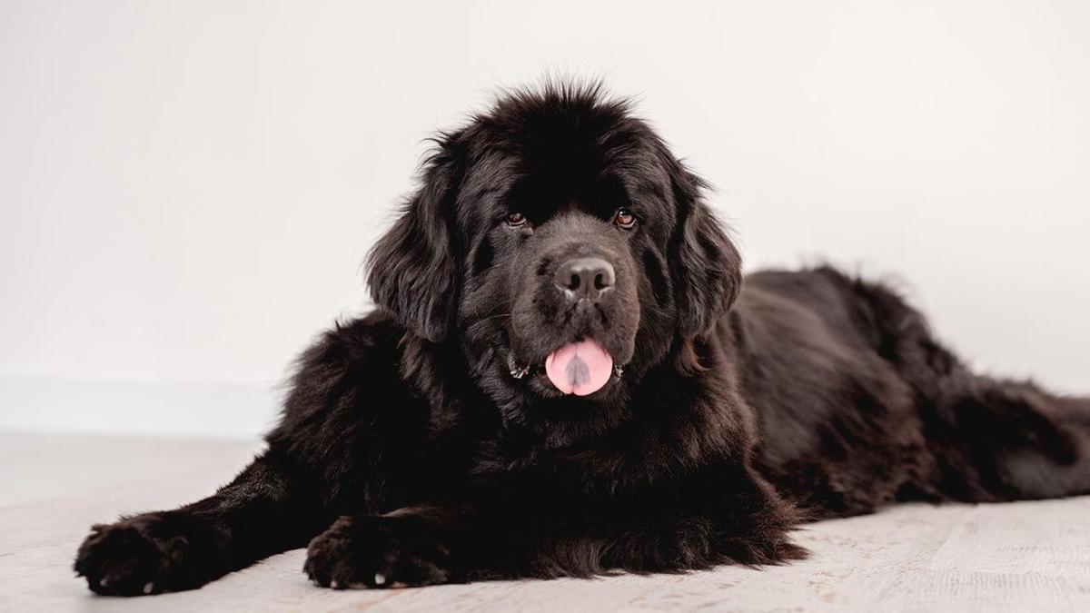 Top 5. Raza de perro Terranova