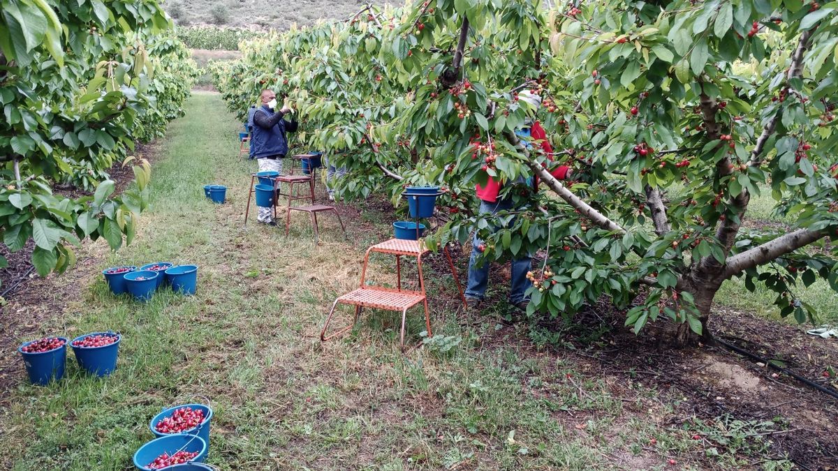 Recogiendo cerezas tempranas en una explotación aragonesa.