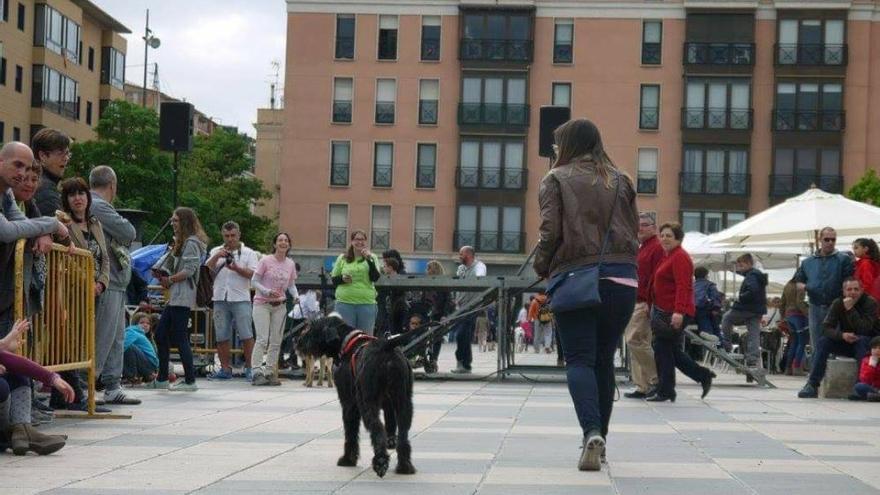 La desfilada de l&#039;última edició de la fira per l&#039;adopció d&#039;animals de companyia