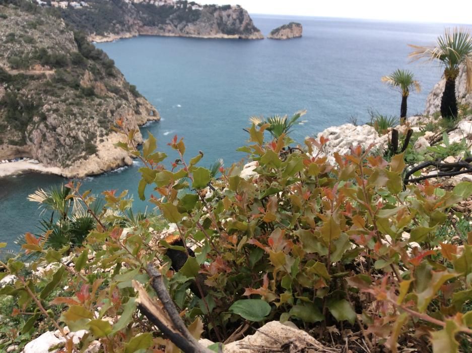 Las plantas han rebrotado en la Granadella.