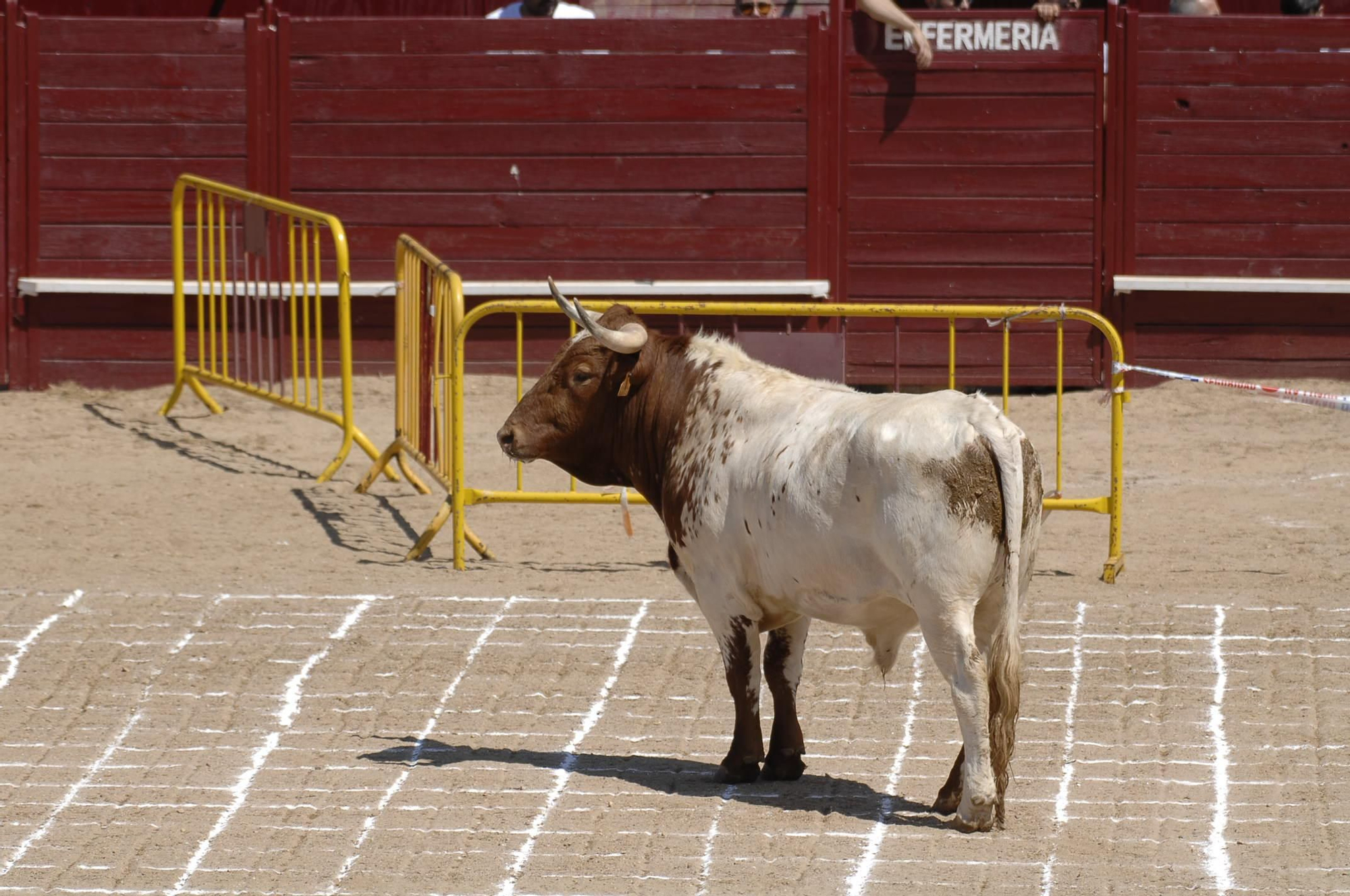 GALERÍA | El carretón Imperioso y la cagada de la suerte