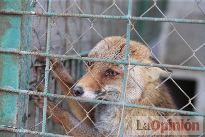 Las Águilas del Sol de Puerto Lumbreras piden ayud