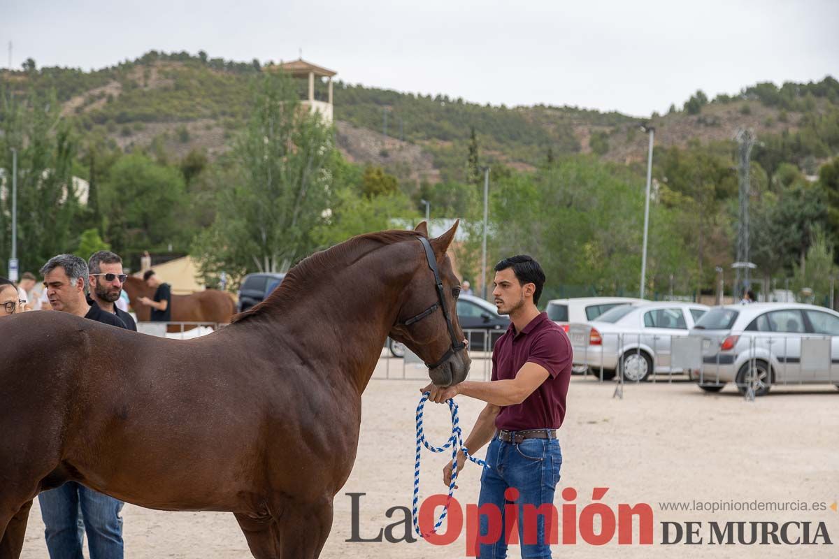 Control veterinario de los Caballos del Vino en Caravaca