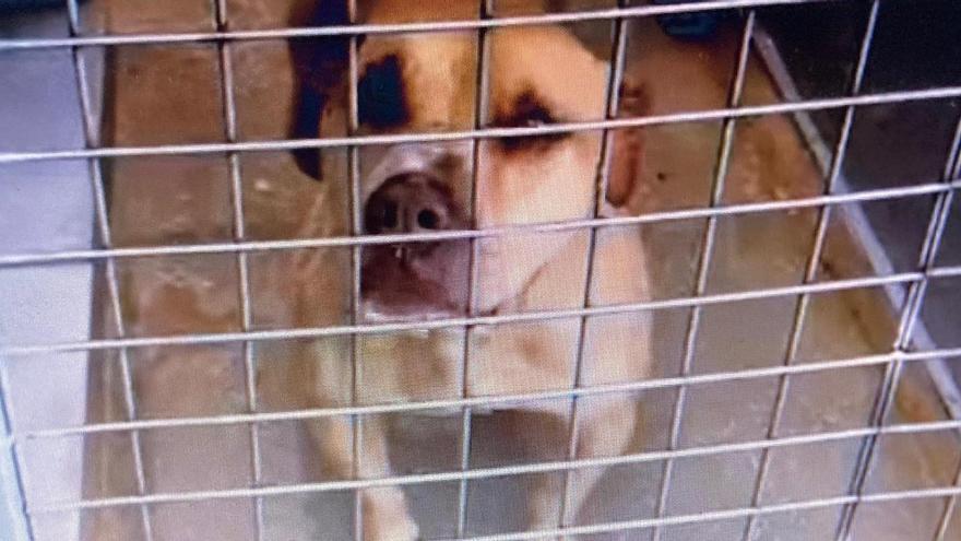 Uno de los perros de la protectora, en una jaula con agua encharcada tras las lluvias del fin de semana.