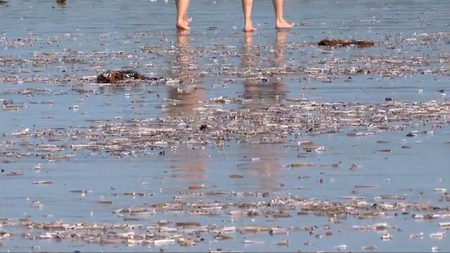 Lo nunca visto: la playa de La Lanzada amanece con miles de navajas muertas