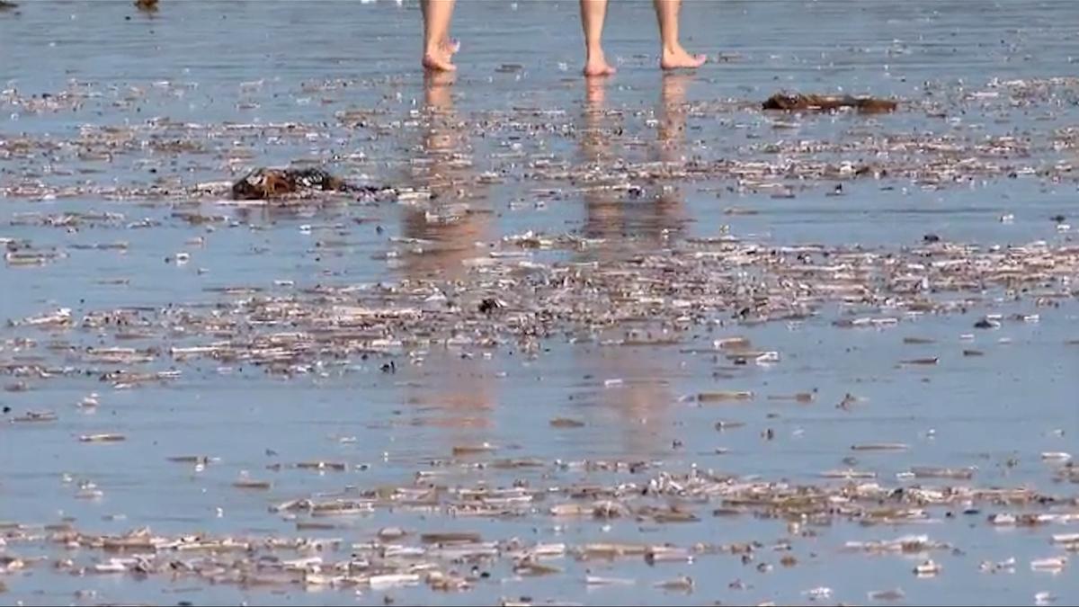 Miles de navajas muertas en la playa de La Lanzada