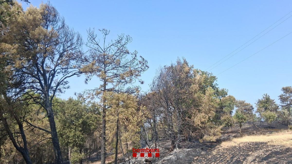Imatge de vegetació cremada per l'incendi d Oristà