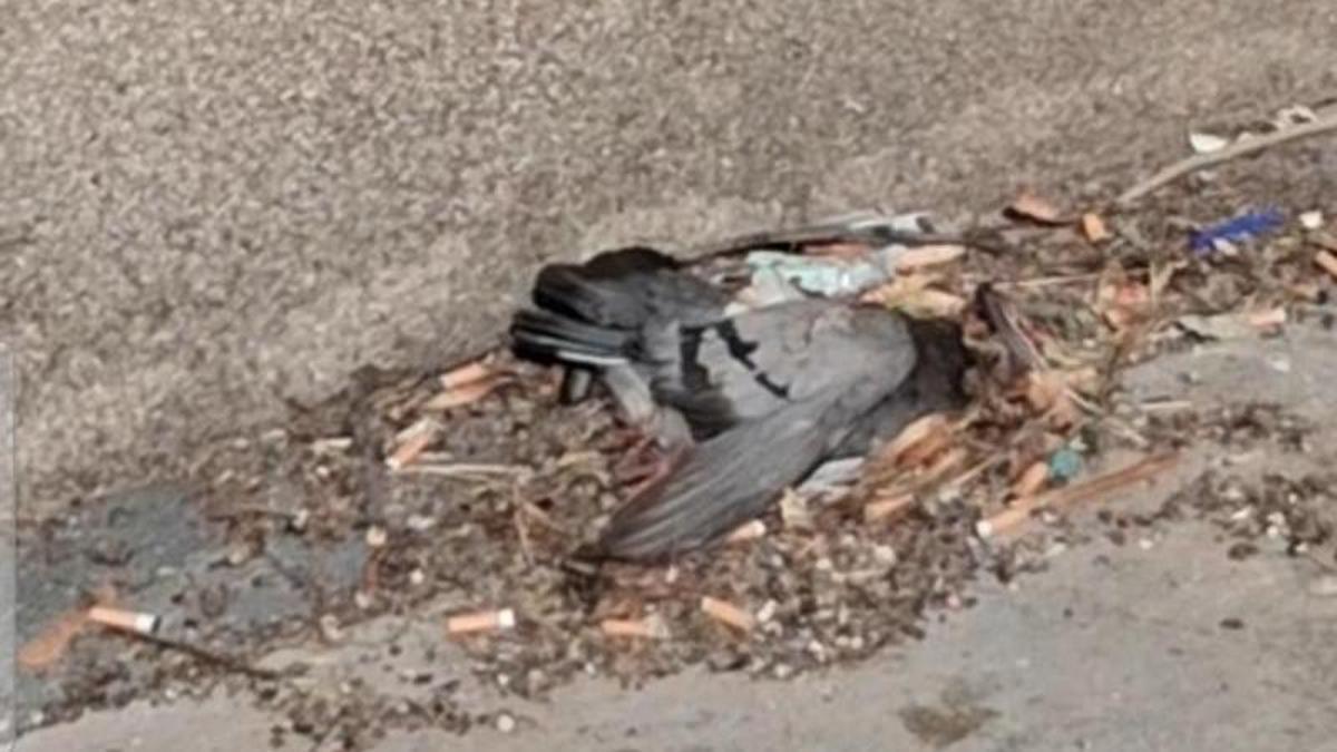 Un colom mort i burilles en una raconada d'un carrer del barri
