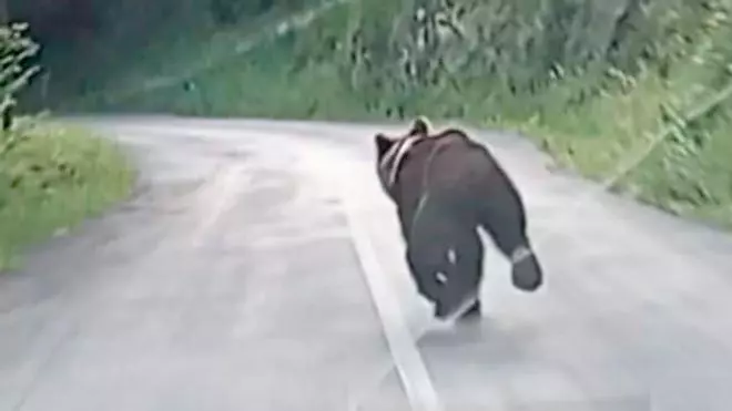 "Fittipaldi" puede haber vuelto a las andadas: investigan si un oso que entró en la carretera de la Cubilla es el mismo que el del Huerna