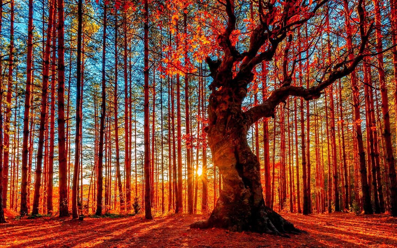 Paisaje otoñal.