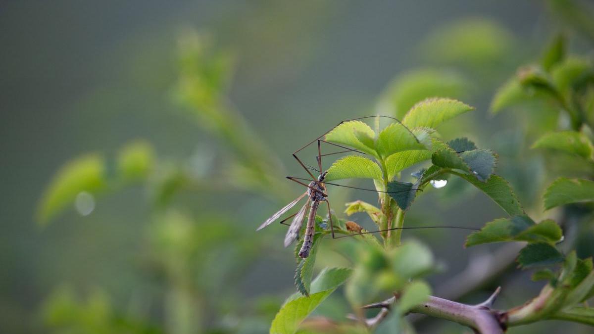 Las tipulas o &quot;mosquitos gigantes&quot;.