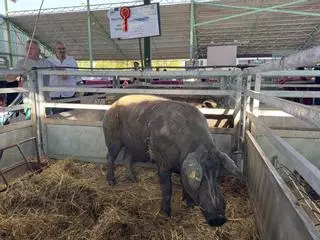 China impone aranceles de hasta el 19,8% al cerdo europeo, pero excluye al jamón ibérico