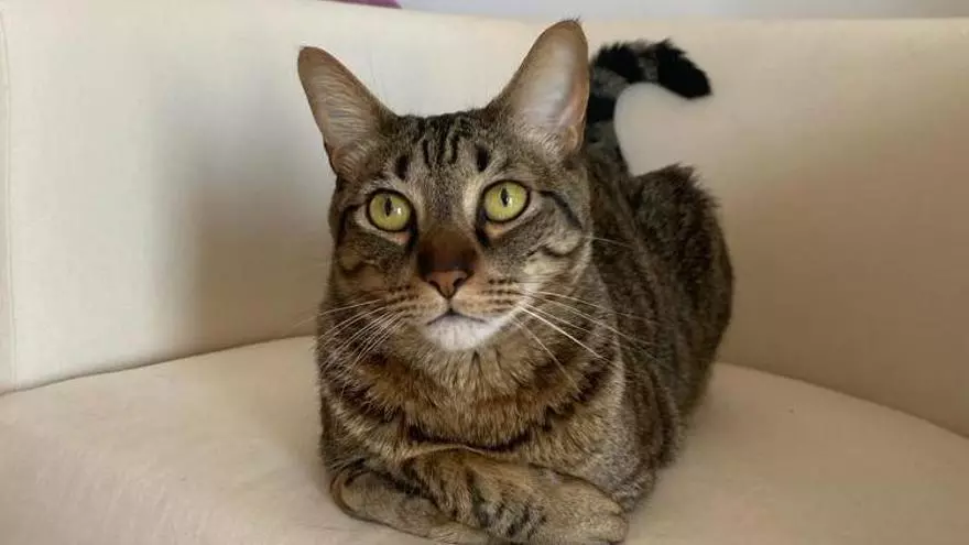"No tenemos ni idea de cómo nuestro gato ha sobrevivido"