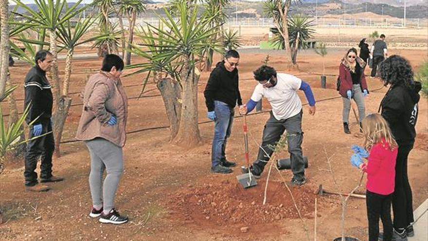 Xilxes planta cinc arganes dins del projecte mediambiental Fènix Verd