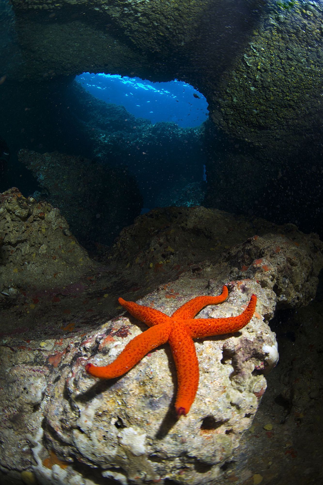 Estrella de mar sobre una roca en Cala Xarraca (Ibiza).