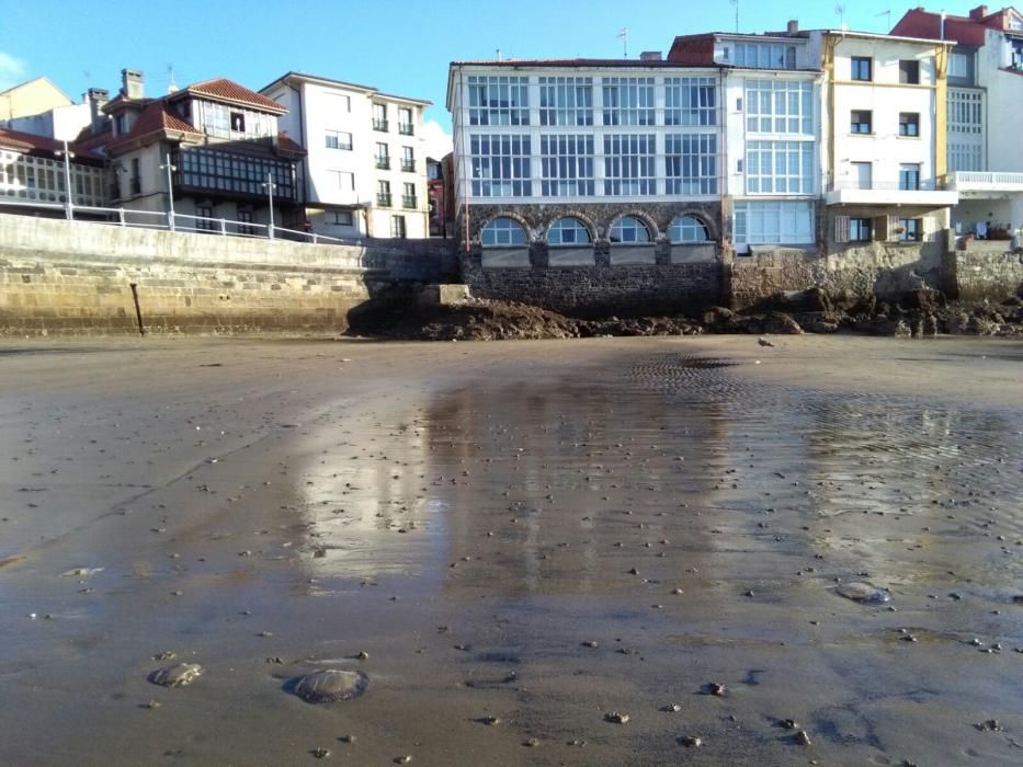 Medusas en la costa asturiana