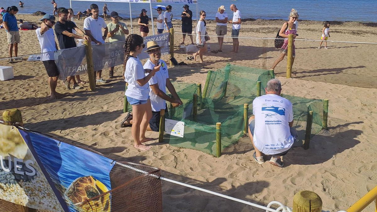 Un grupo de voluntarios vigila desde este martes los cuatro nidos que la tortuga Diana depositó en las playas de Denia (Alicante) en las últimas semanas