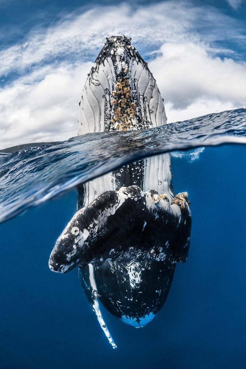 Humpback whale spy hopping